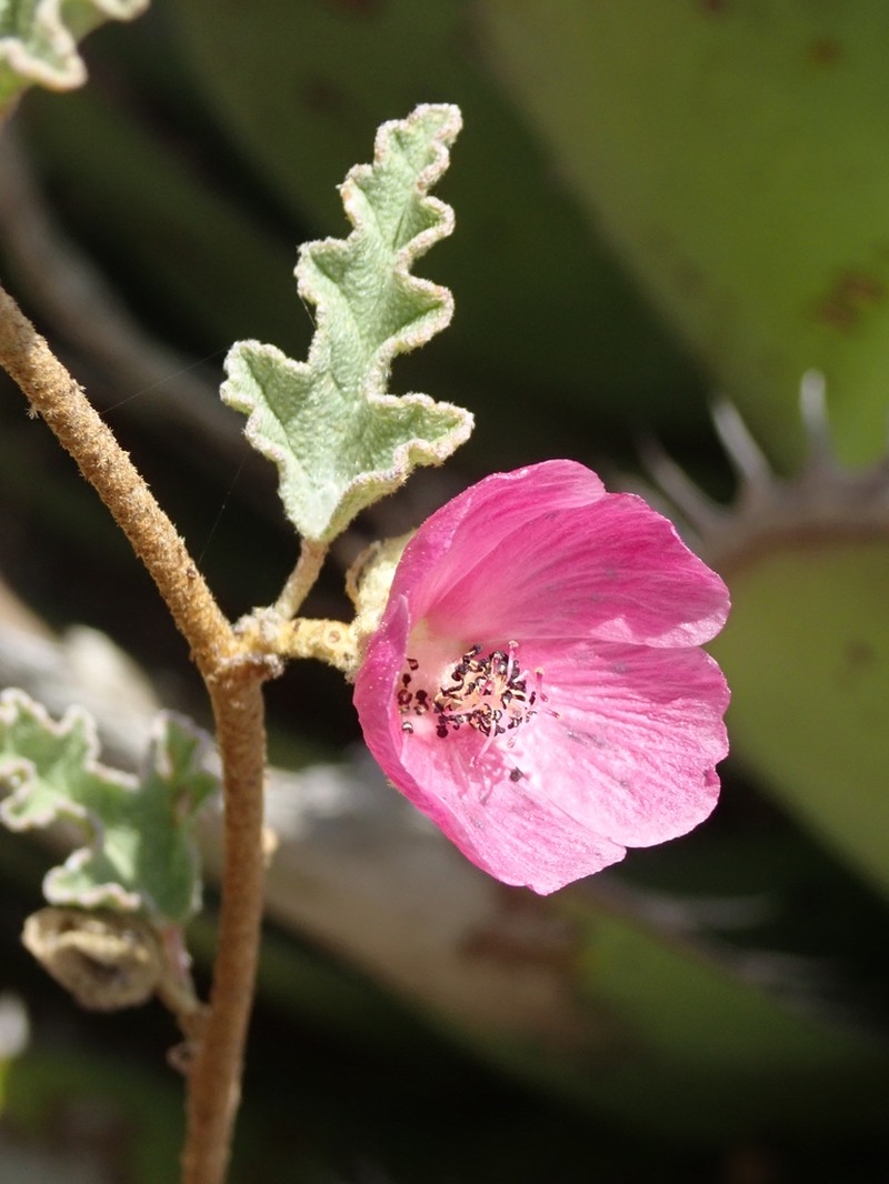 Sphaeralcea fulva photo 4