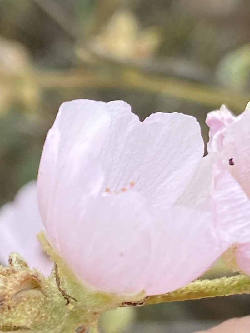 Sphaeralcea fulva photo 5