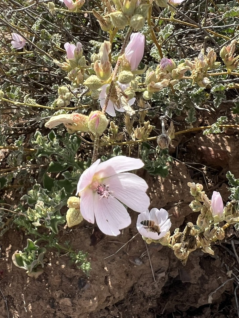 Sphaeralcea fulva photo 6