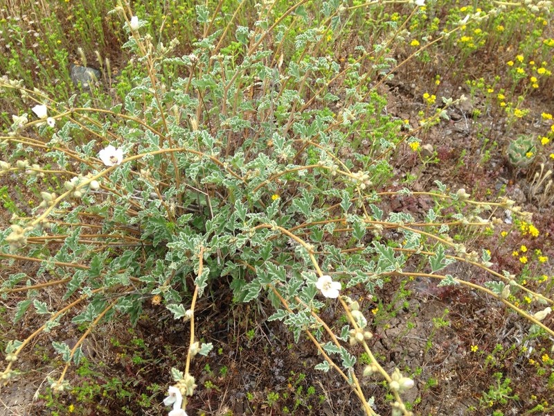 Sphaeralcea fulva photo 7