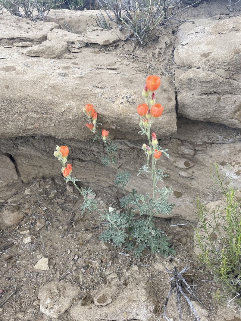 Sphaeralcea fumariensis