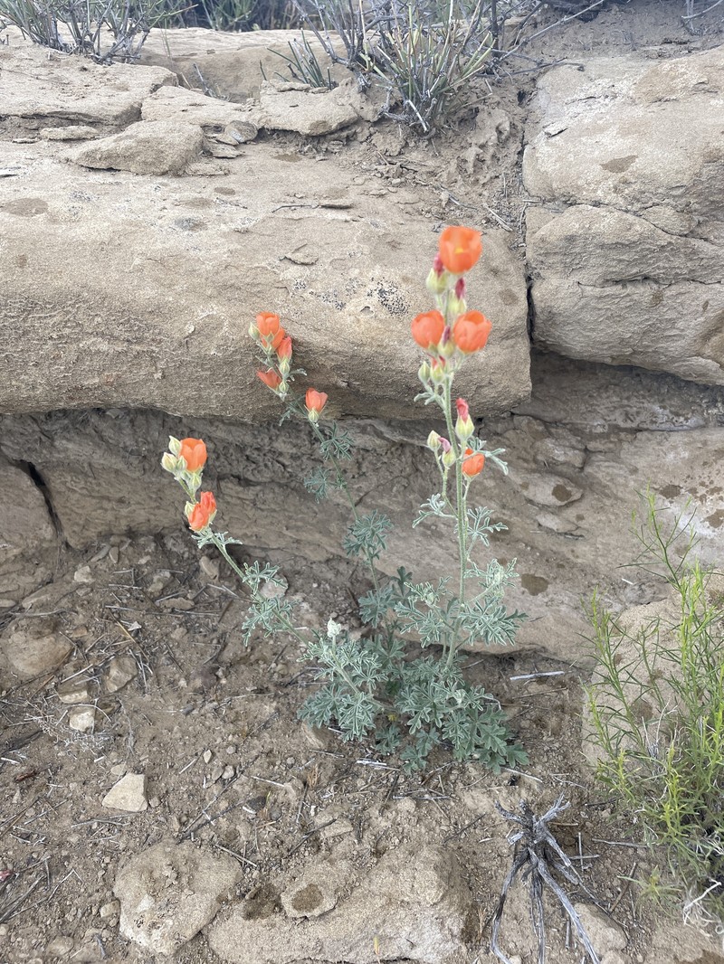 Sphaeralcea fumariensis photo 3