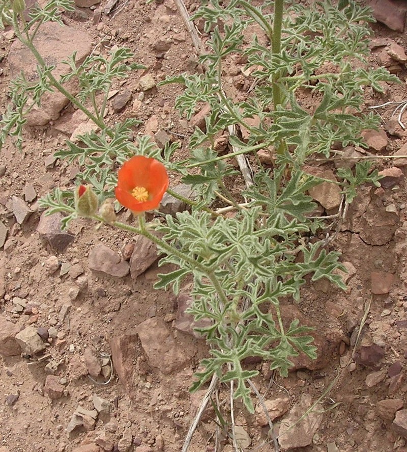 Sphaeralcea fumariensis photo 4