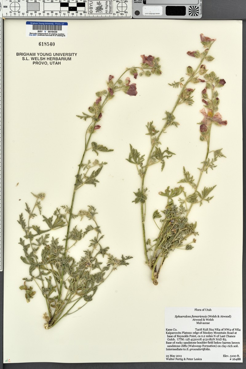 Sphaeralcea fumariensis photo 5