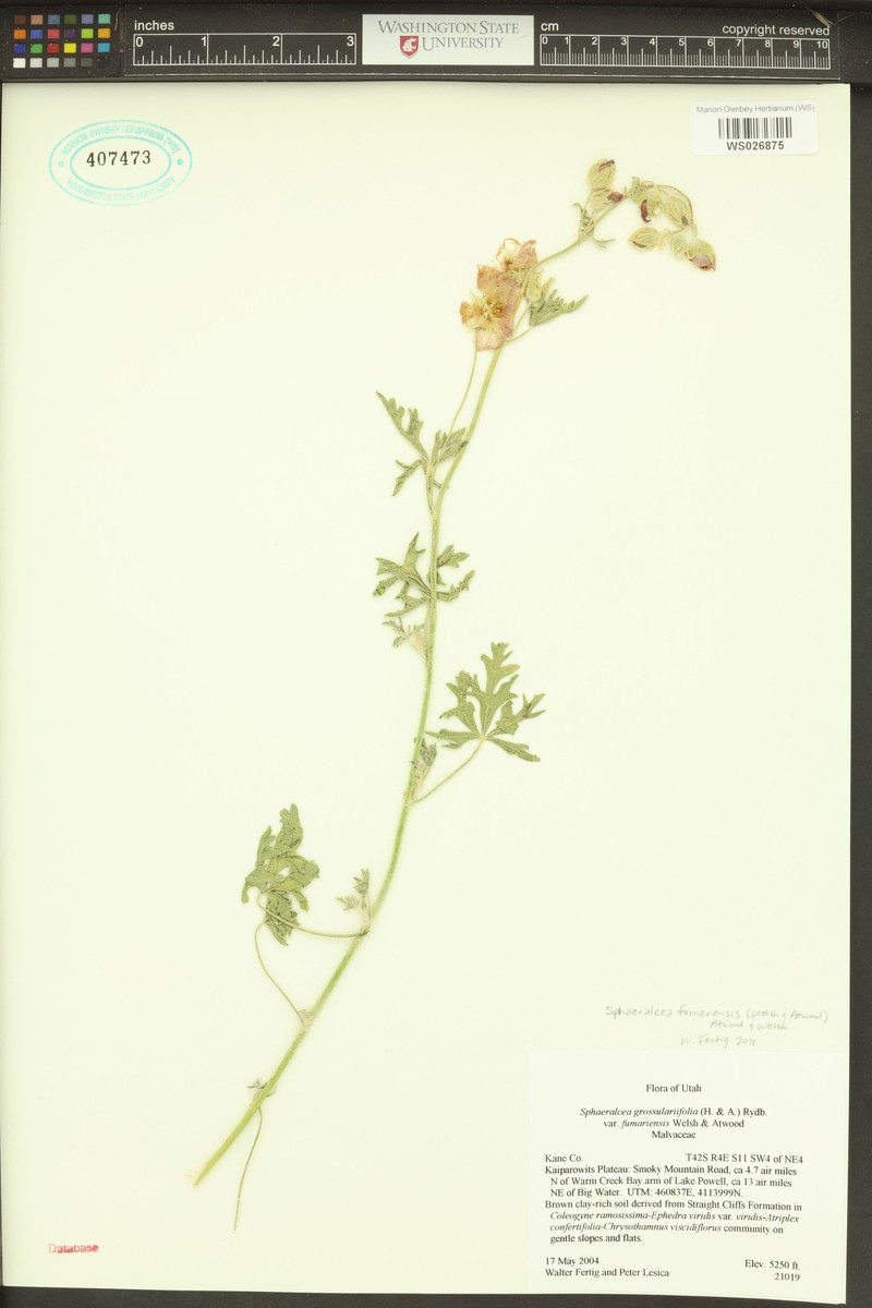 Sphaeralcea fumariensis photo 6