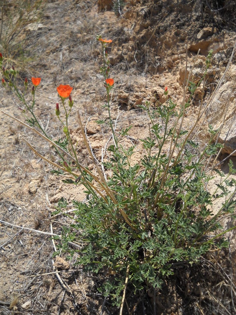 Gierisch's Globemallow photo 2