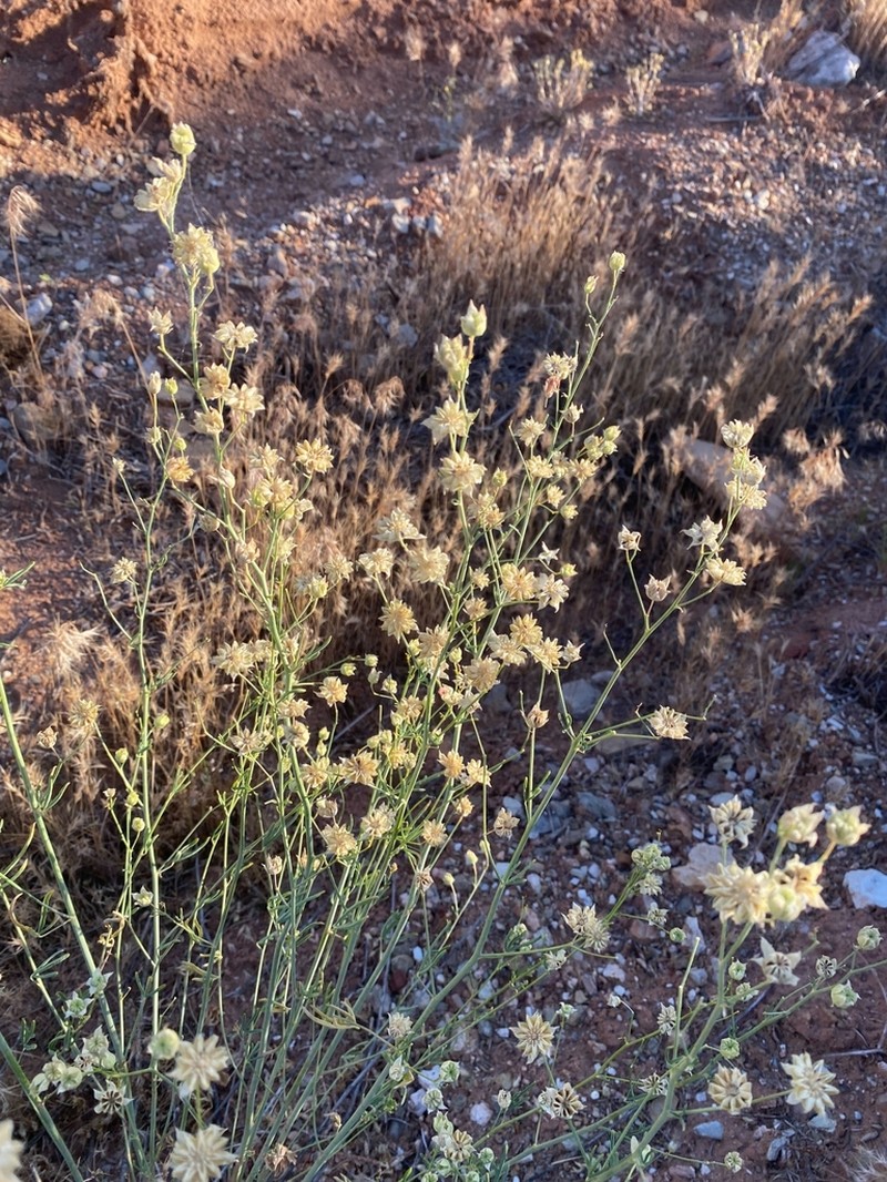 Gierisch's Globemallow photo 3