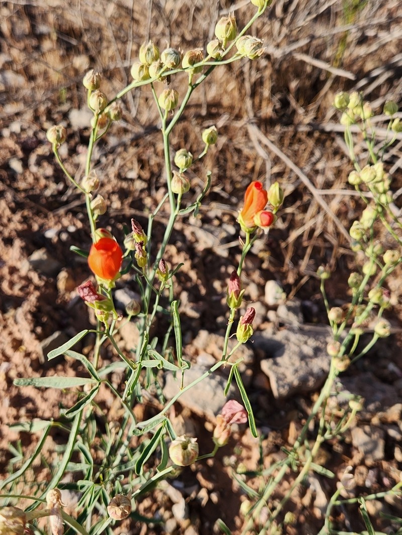 Gierisch's Globemallow photo 4
