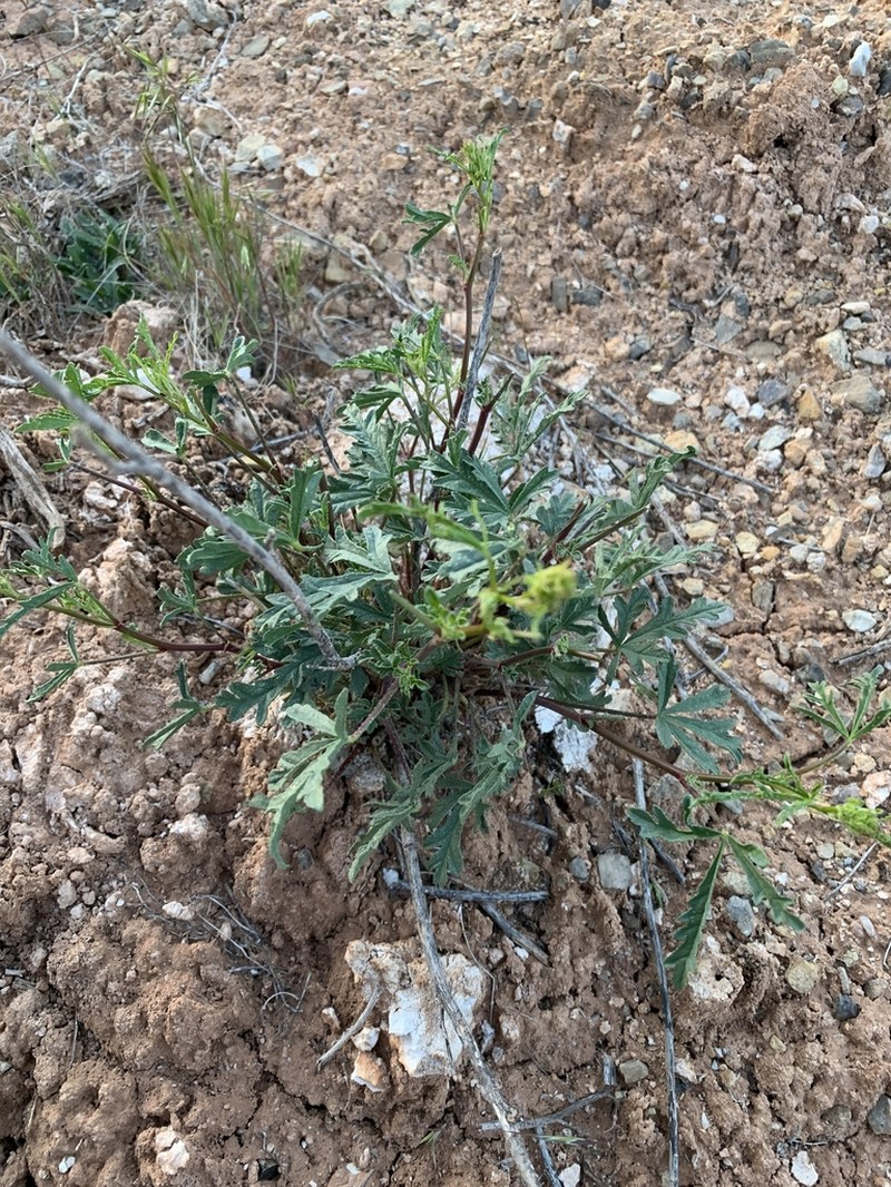 Gierisch's Globemallow photo 5