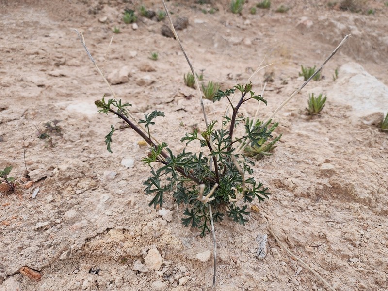 Gierisch's Globemallow photo 7