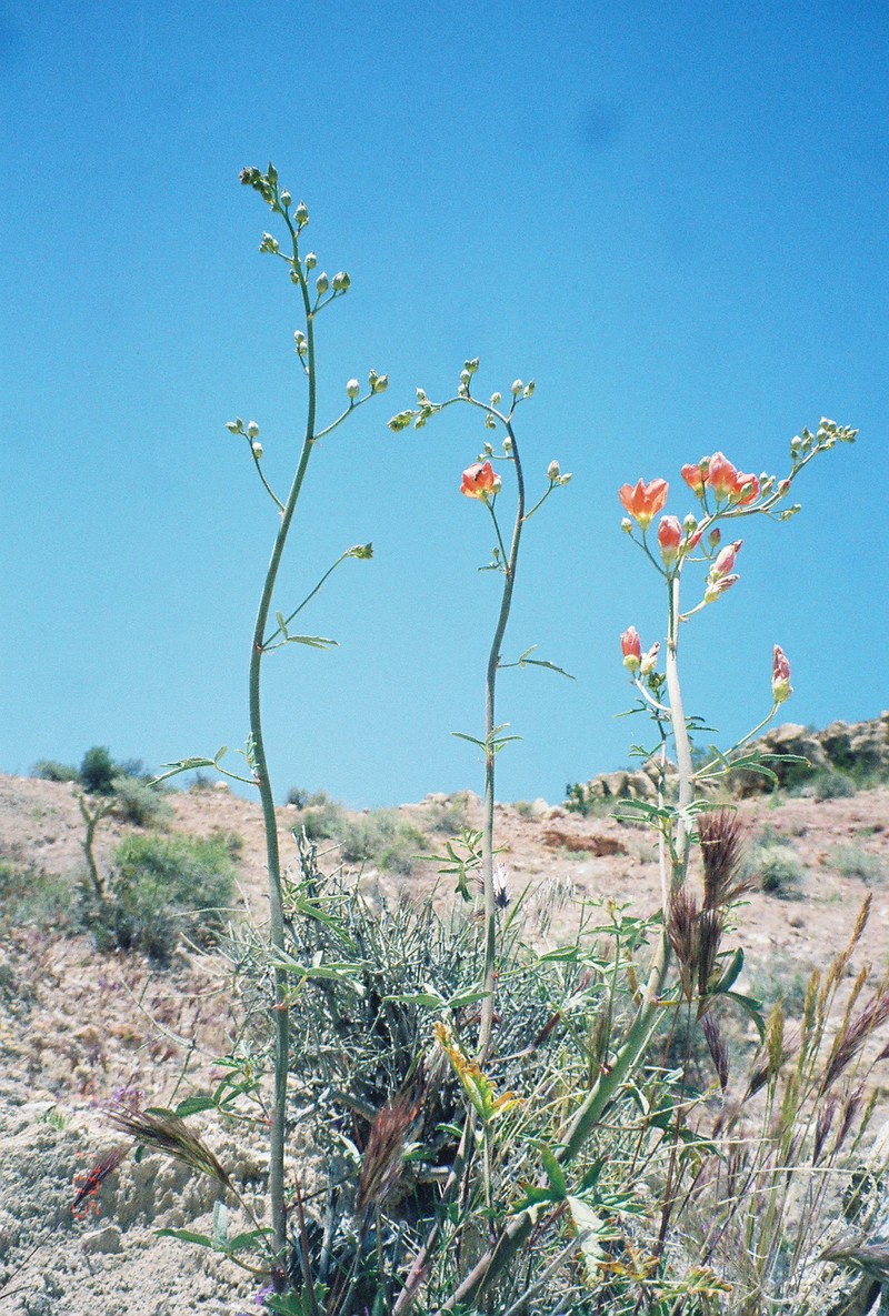 Gierisch's Globemallow