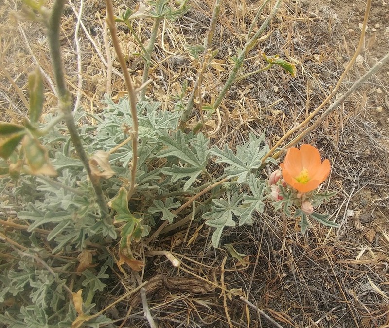 Gooseberryleaf Globemallow photo 2