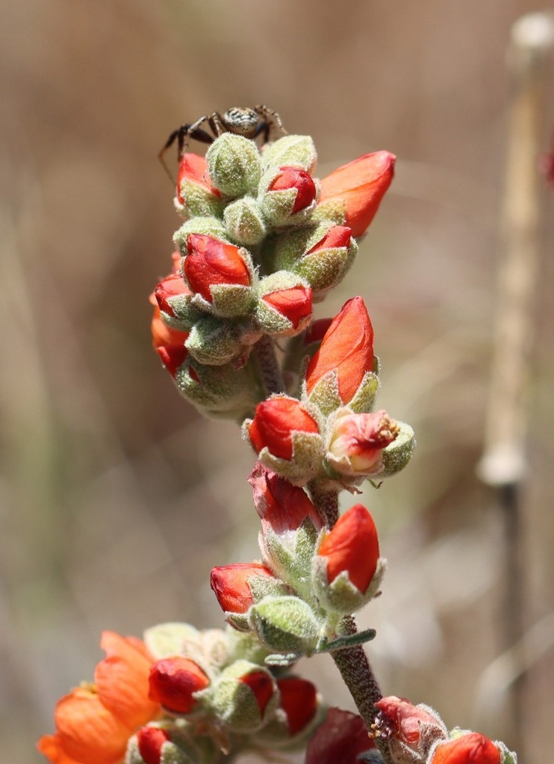 Gooseberryleaf Globemallow photo 3