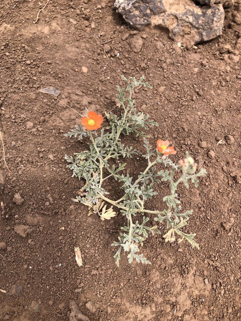 Gooseberryleaf Globemallow photo 4