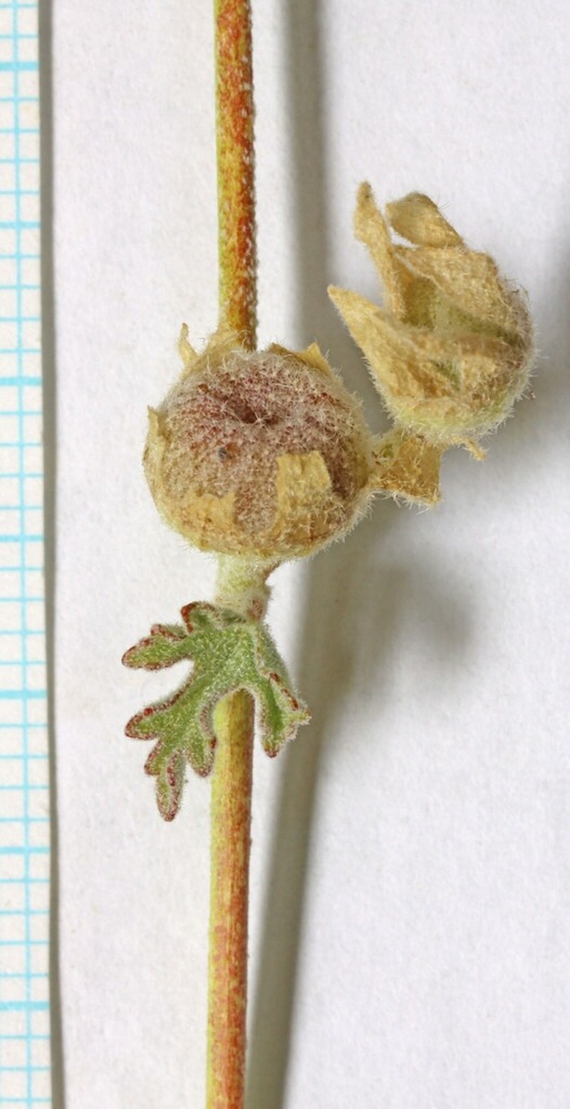 Gooseberryleaf Globemallow photo 5