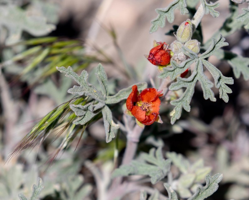 Gooseberryleaf Globemallow photo 6