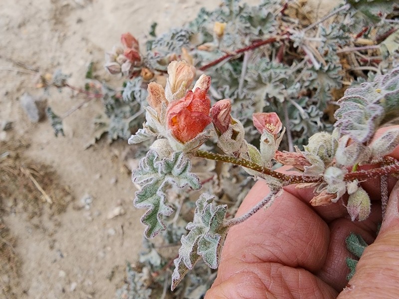 Gooseberryleaf Globemallow photo 7