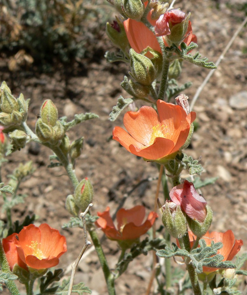 Gooseberryleaf Globemallow