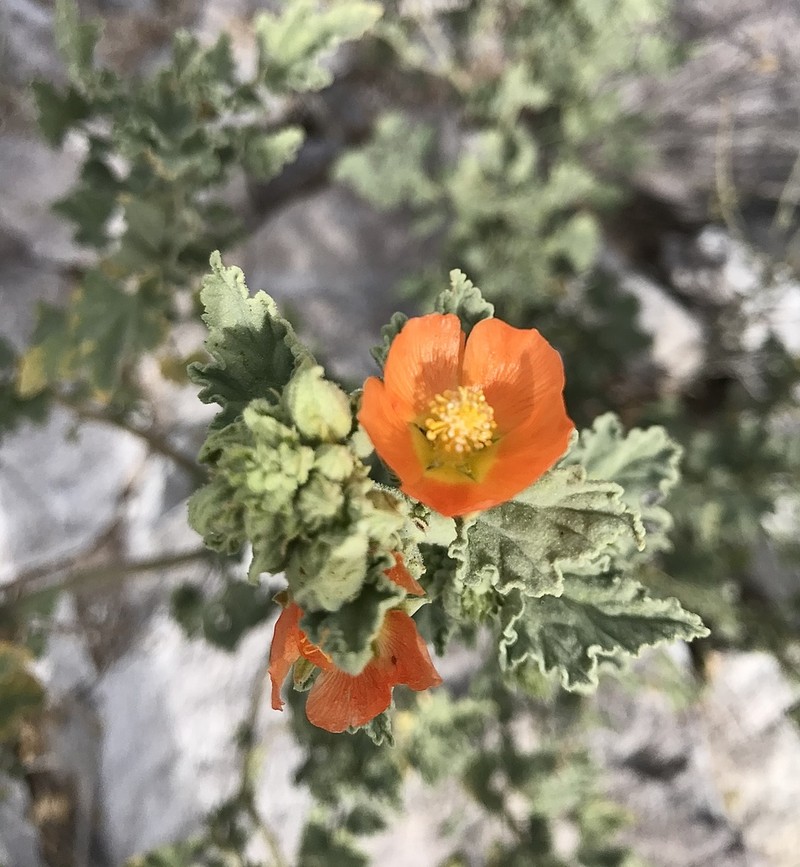 Sphaeralcea hainesii