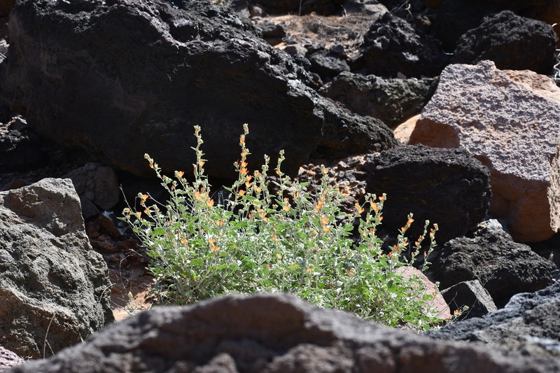 Sphaeralcea hainesii photo 2