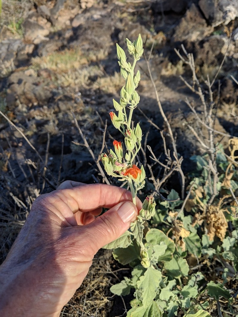 Sphaeralcea hainesii photo 3