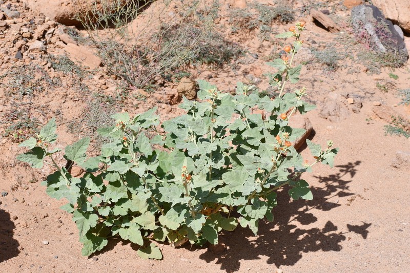 Sphaeralcea hainesii photo 4