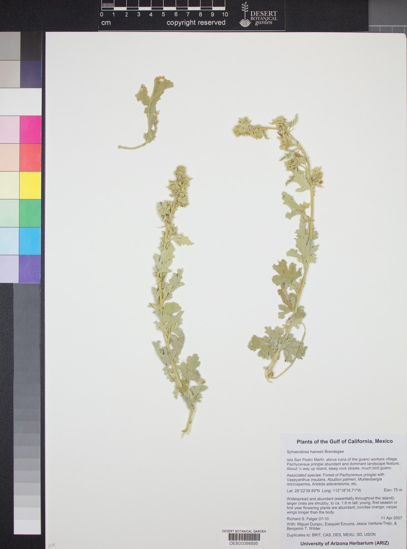 Sphaeralcea hainesii photo 6