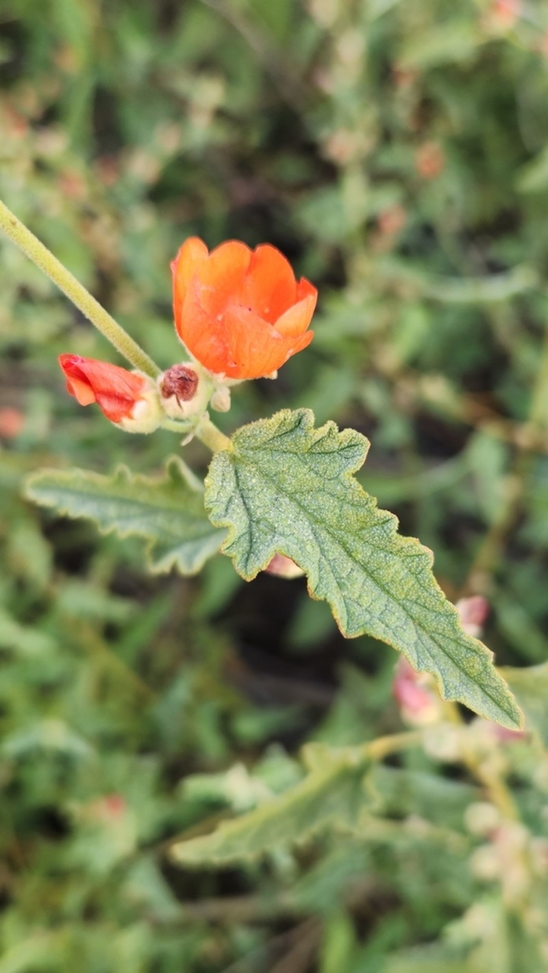 Spear Globemallow