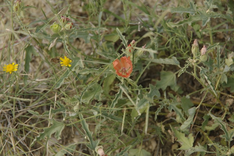 Spear Globemallow photo 2