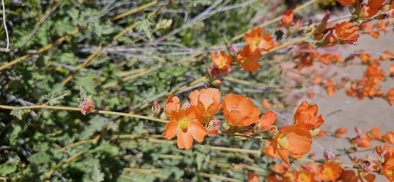 Spear Globemallow photo 3
