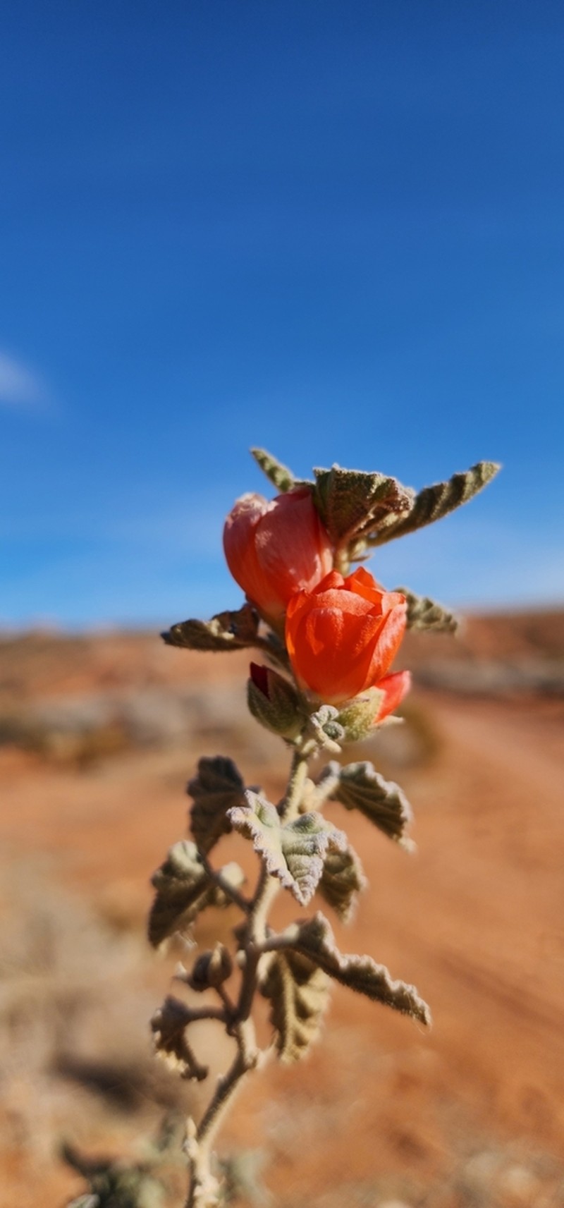 Spear Globemallow photo 4