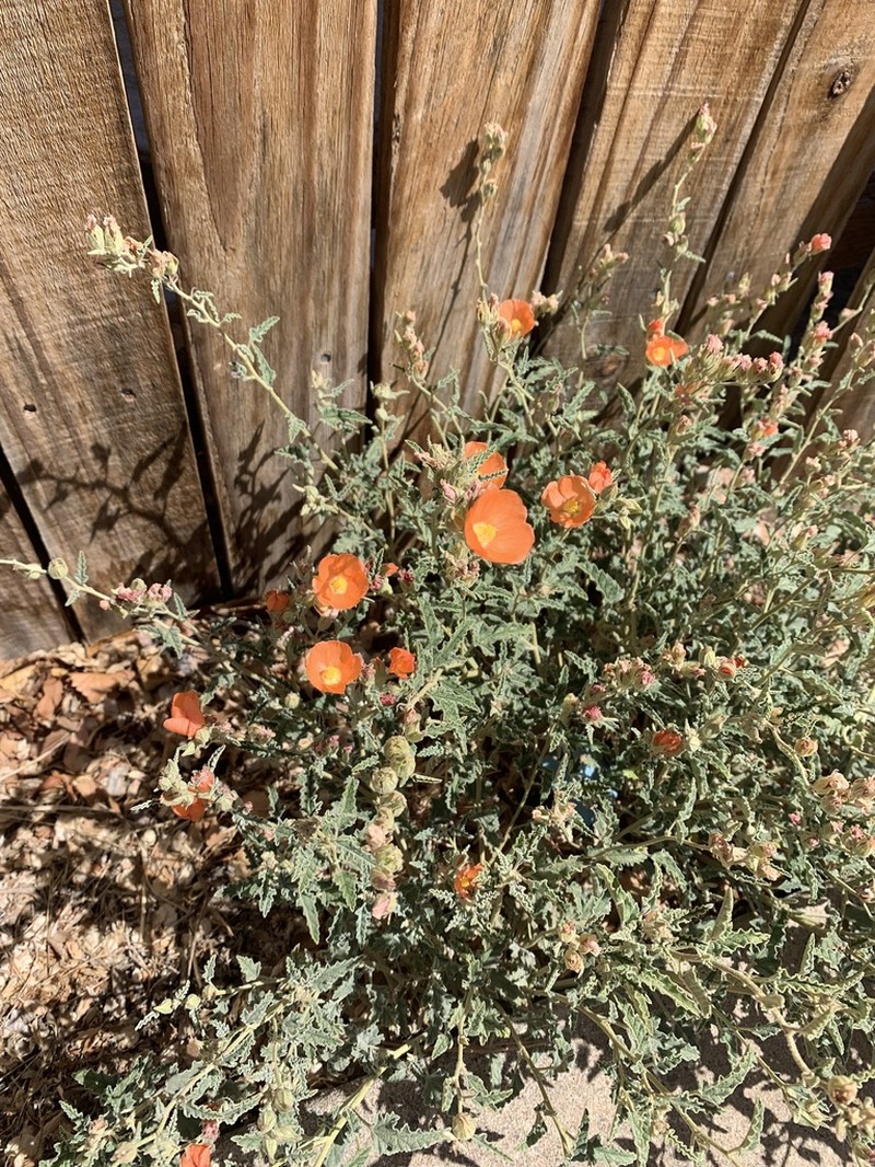 Spear Globemallow photo 5