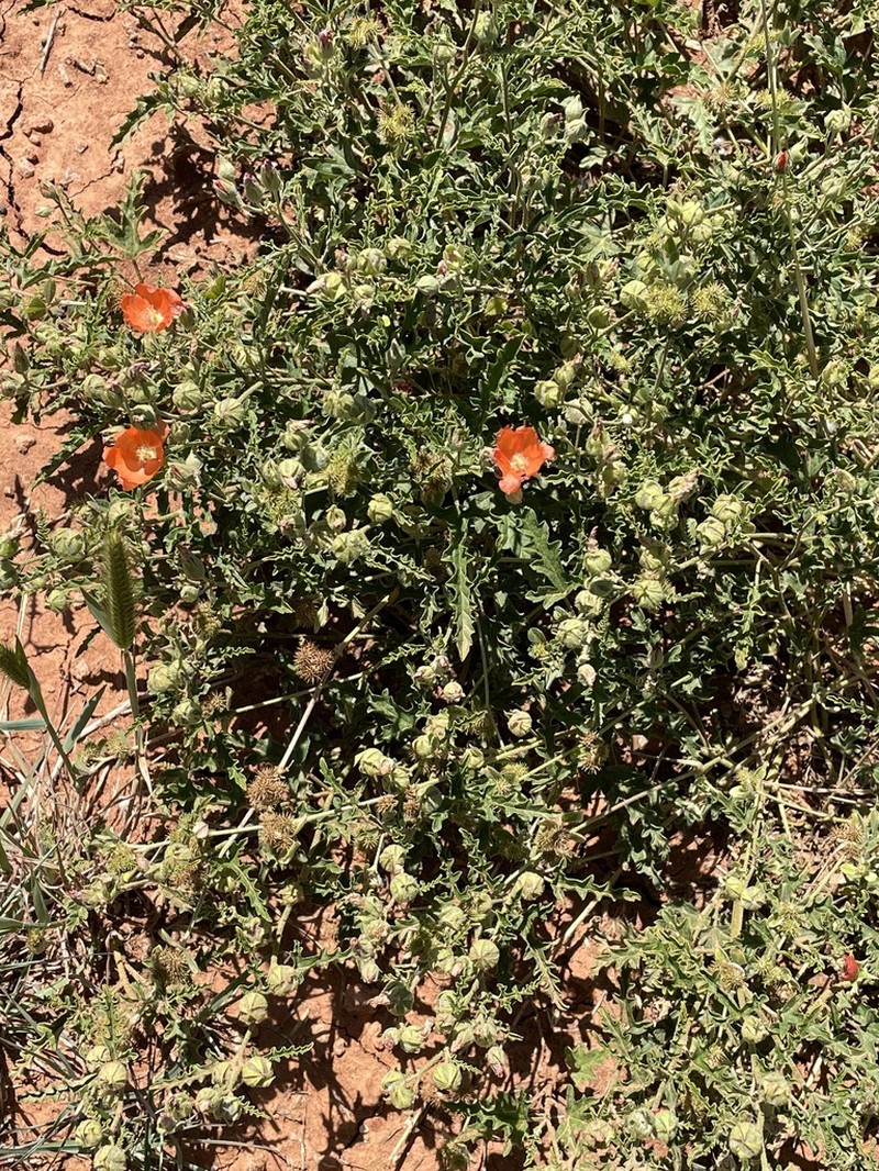 Spear Globemallow photo 6