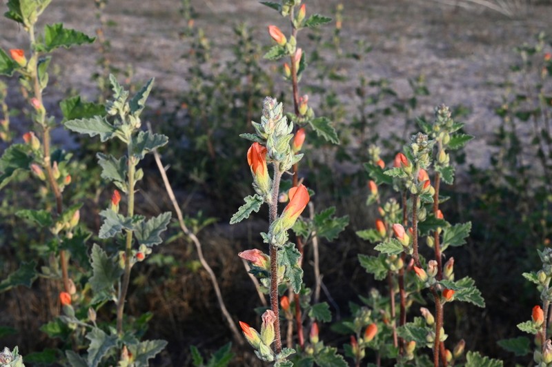 Spear Globemallow photo 7