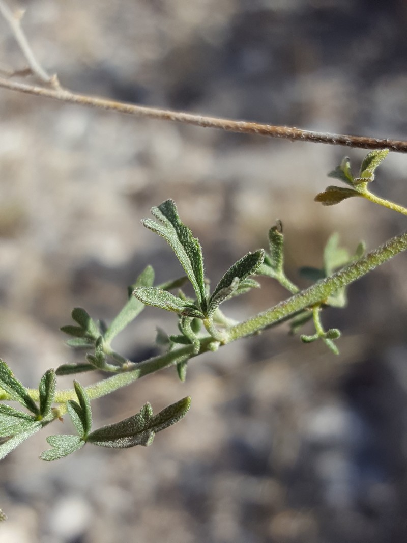 Spear Globemallow