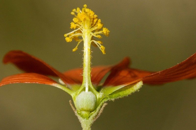 Gray Globemallow