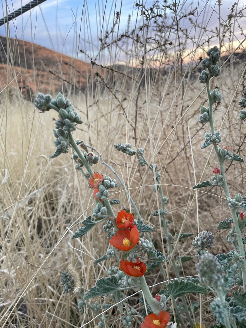 Gray Globemallow photo 2