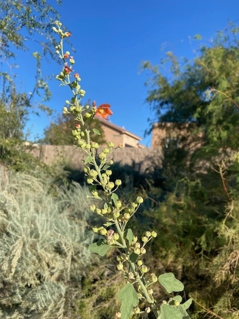 Gray Globemallow photo 3