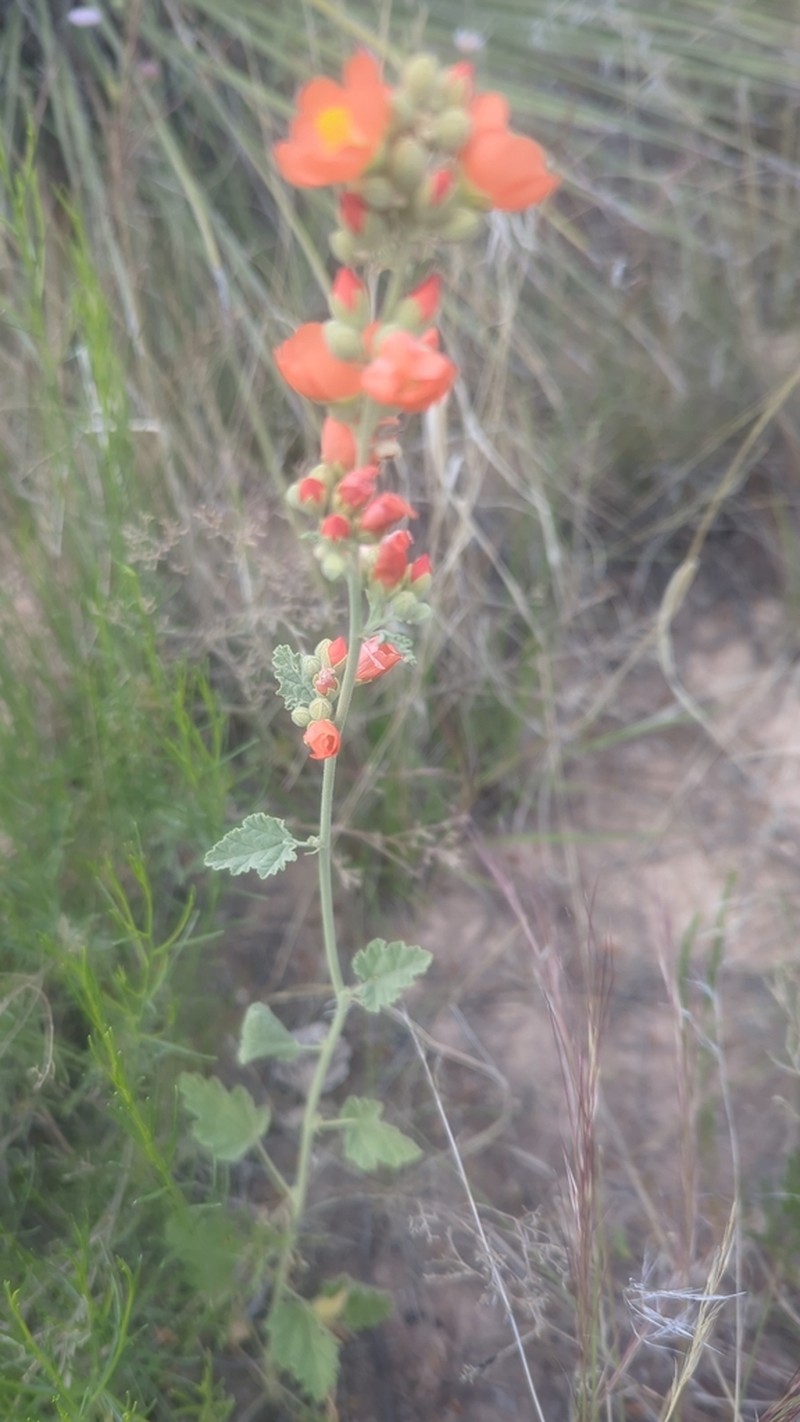 Gray Globemallow photo 4