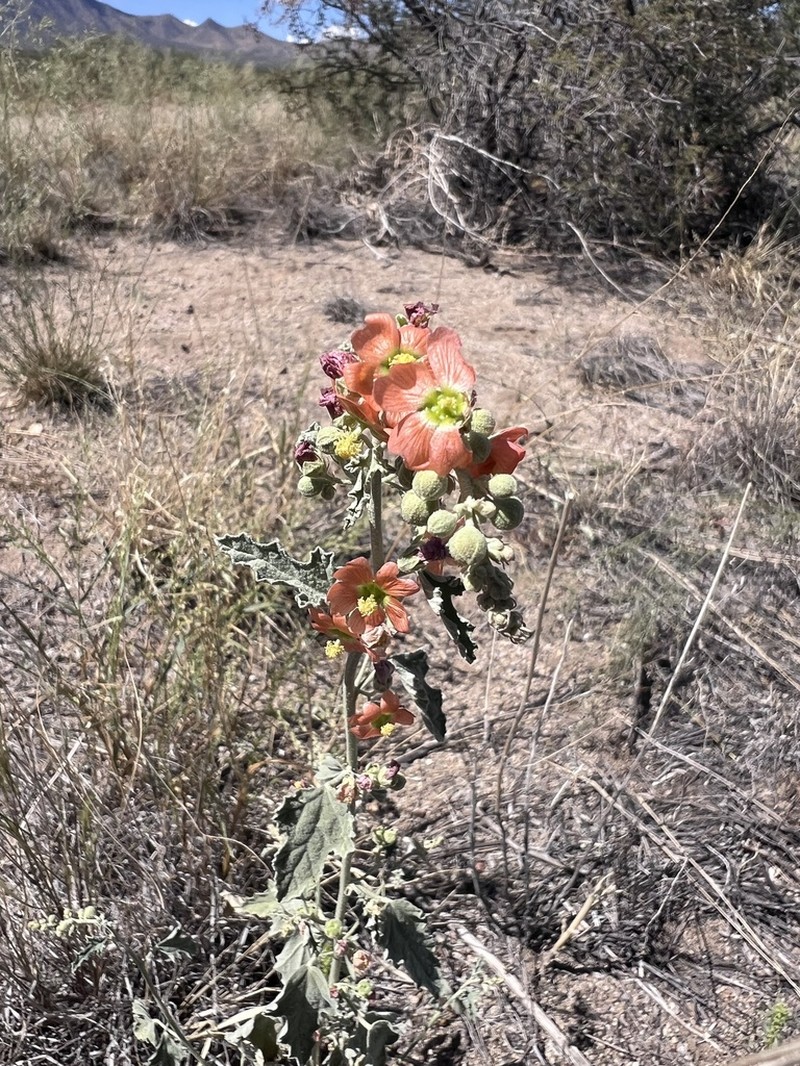 Gray Globemallow photo 5