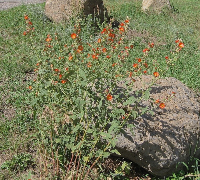 Gray Globemallow photo 6