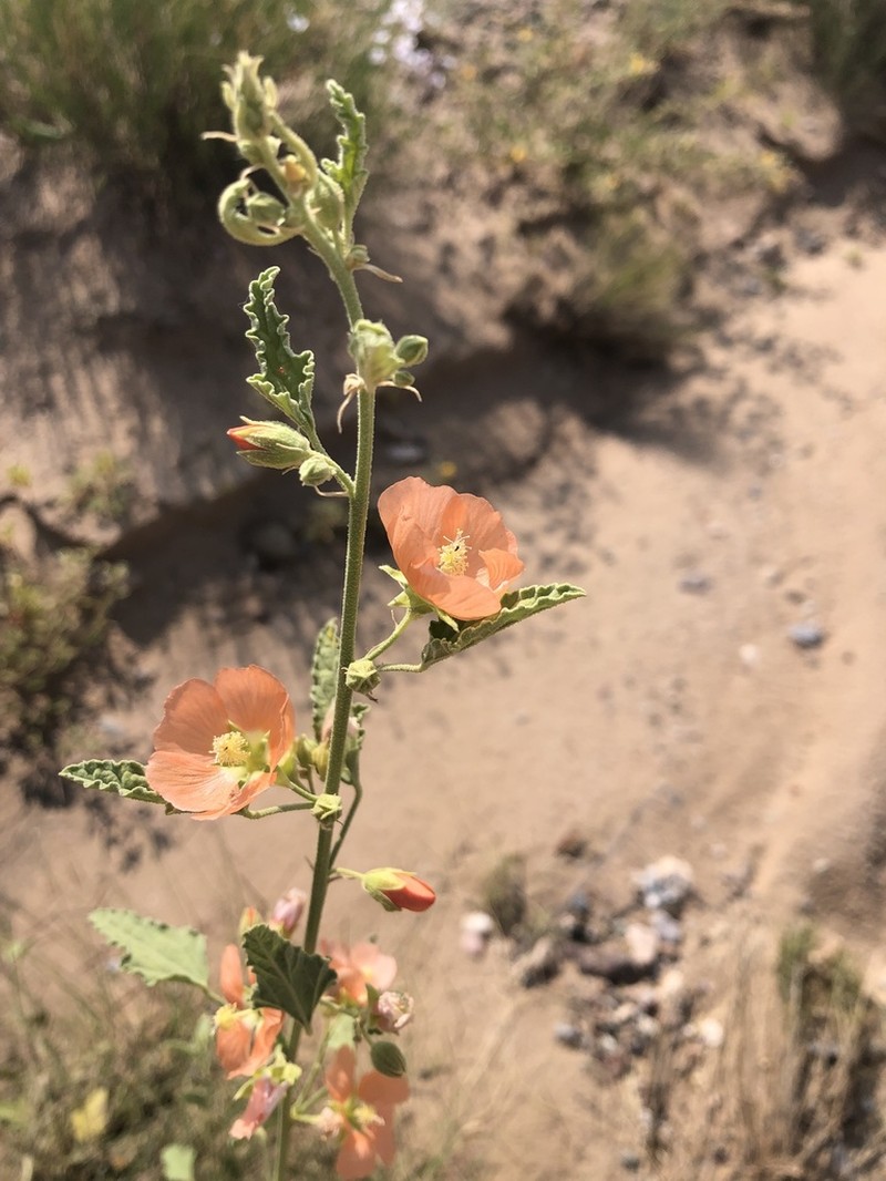 Gray Globemallow photo 7