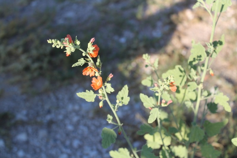 Gray Globemallow photo 8