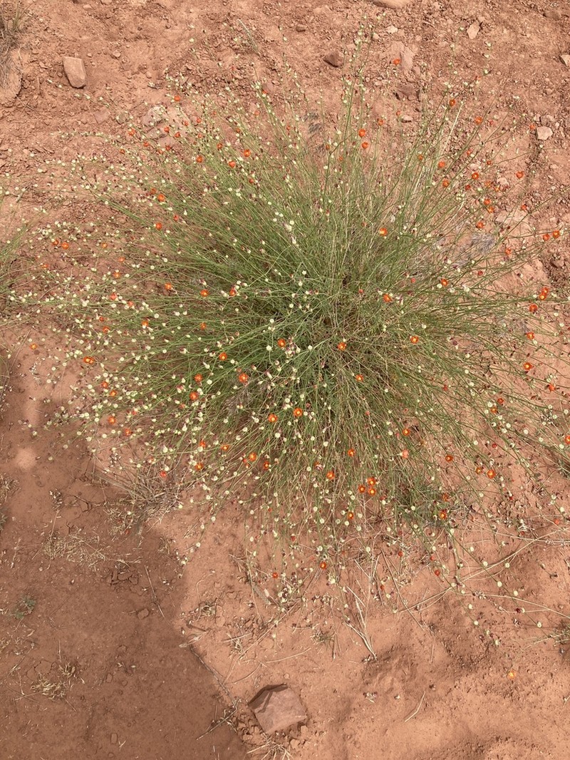 Jane's Globemallow photo 2