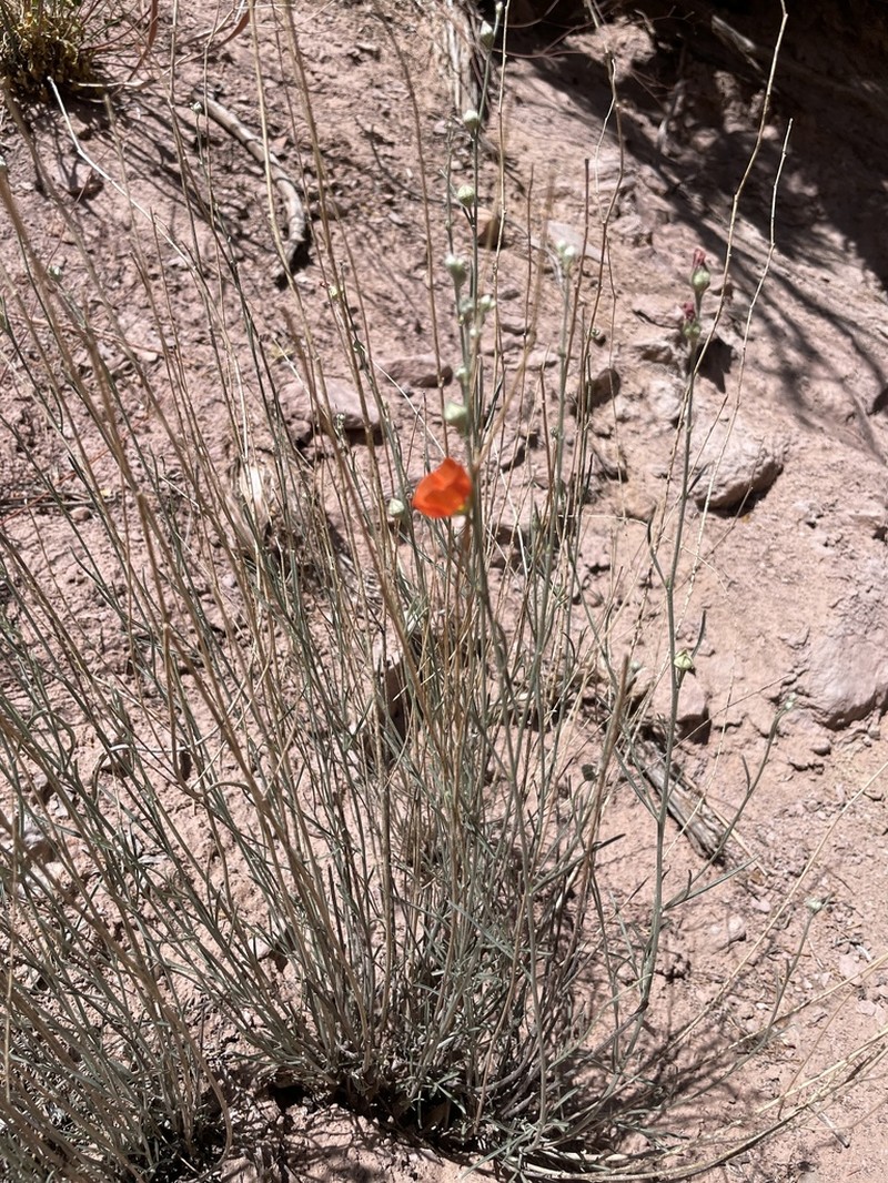 Jane's Globemallow photo 4