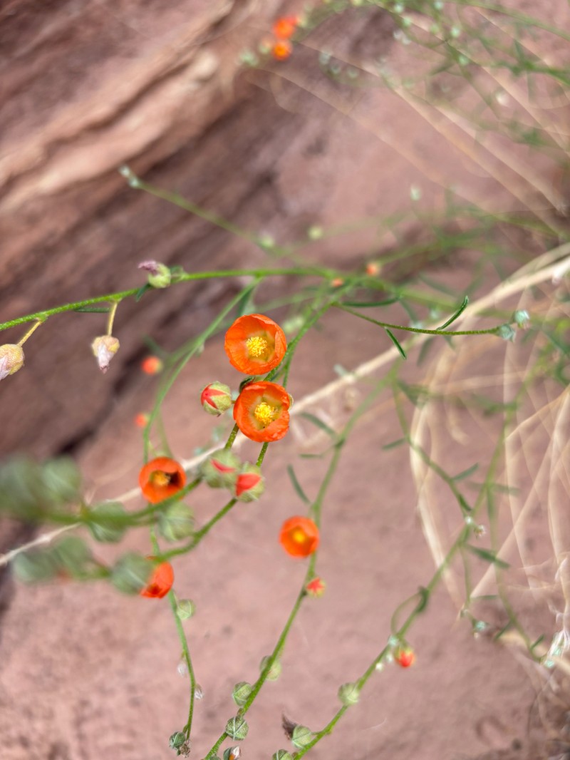 Jane's Globemallow photo 5