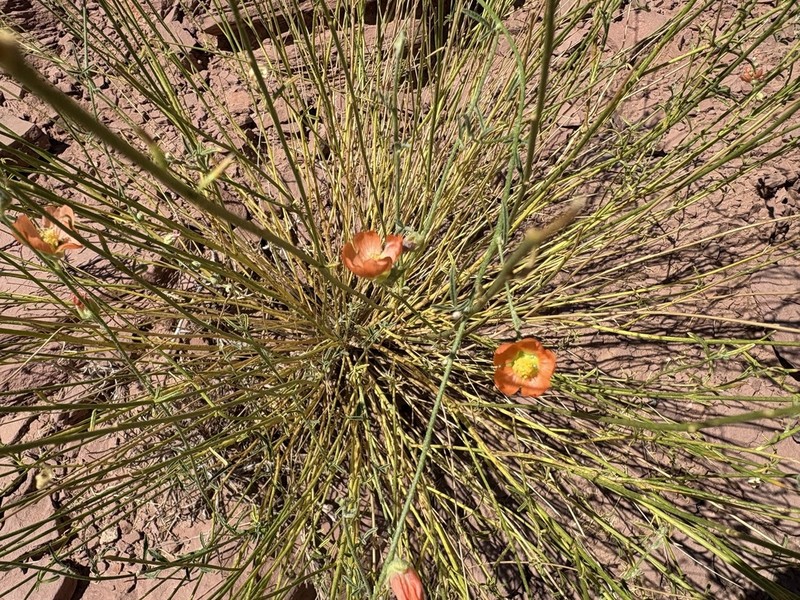Jane's Globemallow photo 7