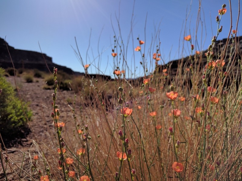 Jane's Globemallow photo 8