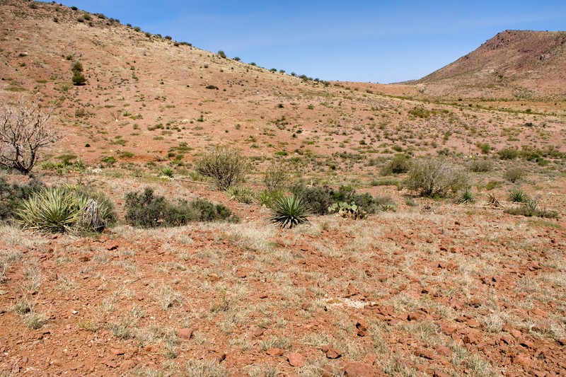 Caliche Globemallow photo 4