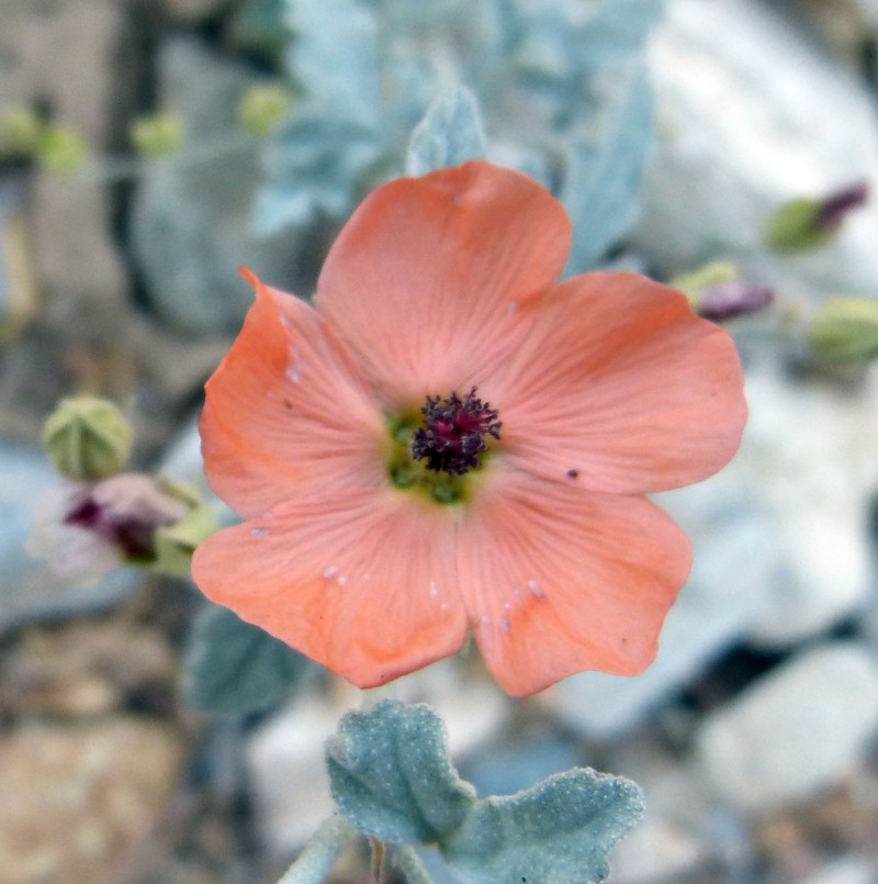 Caliche Globemallow